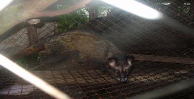 Popularitas Kopi Luwak Mengancam Luwak