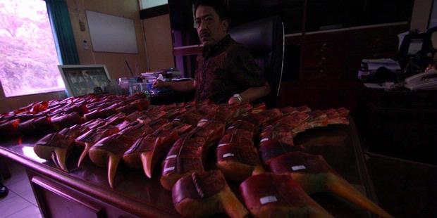 Burung Enggang Masih Dibantai