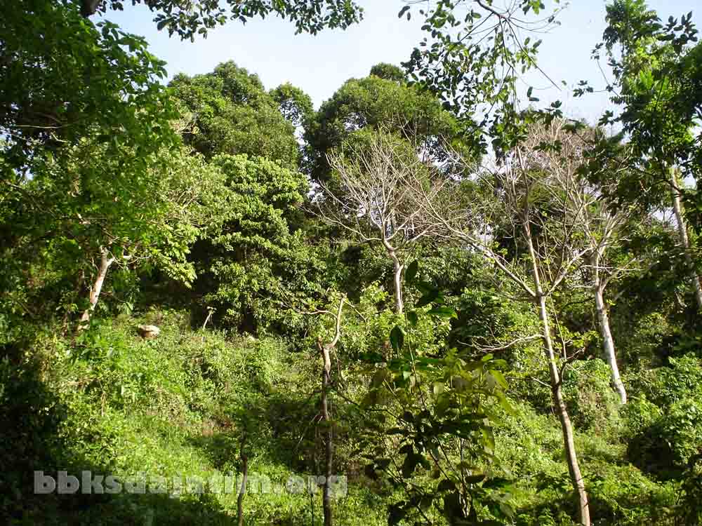 Cagar Alam Watangan Puger I