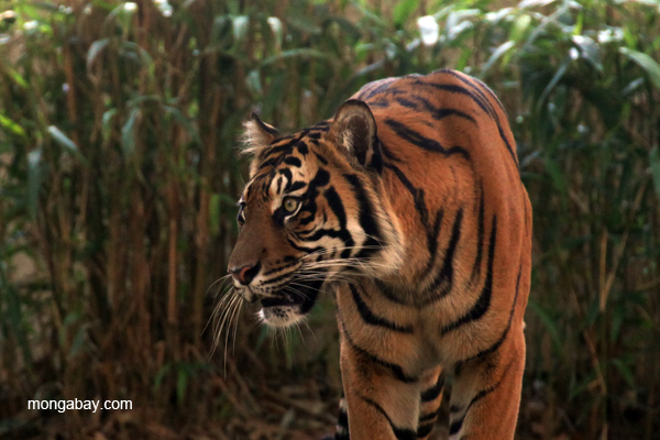 Riset Kontroversi: Hanya Ada Dua Subspesies Harimau Saja di Dunia