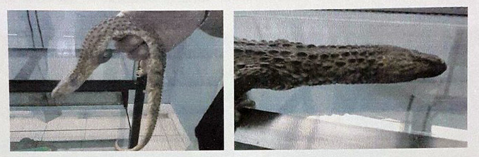 Ditangkap Warga Jerman yang Coba Selundupkan Hewan Langka