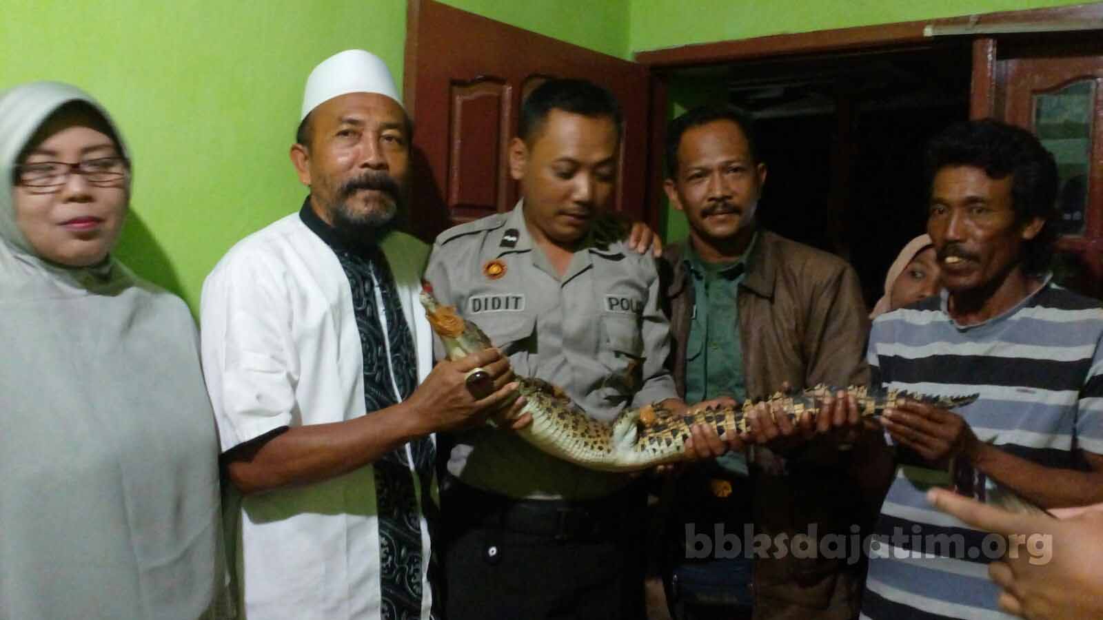 Buaya Sumberpucung Diserahkan Ke BBKSDA Jatim