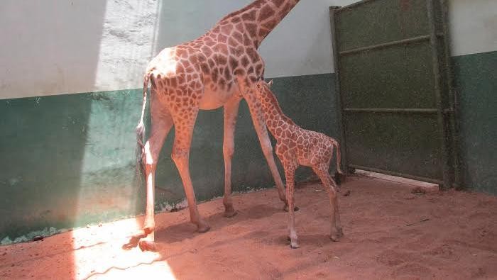 Koleksi TSI II Prigen Bertambah Lagi