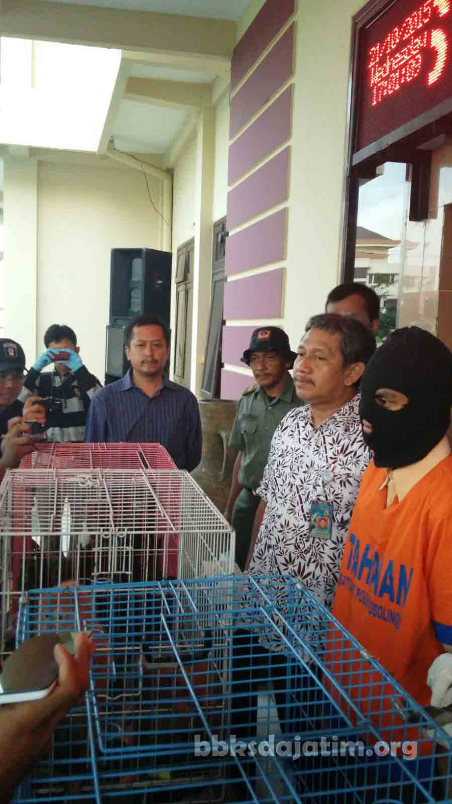 BBKSDA Jatim Gulung Sindikat Penjualan Satwa Online