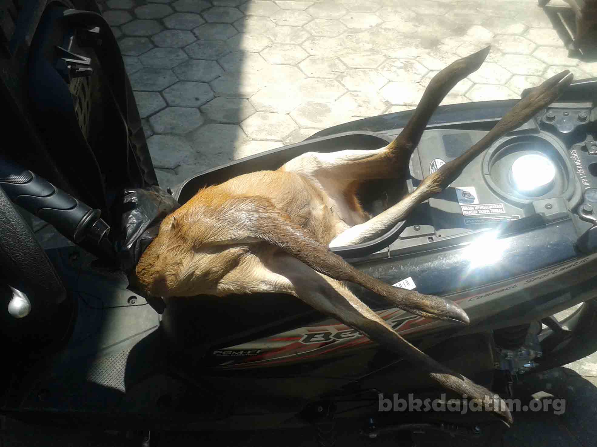 Perburuan Kijang di Ambulu Jember