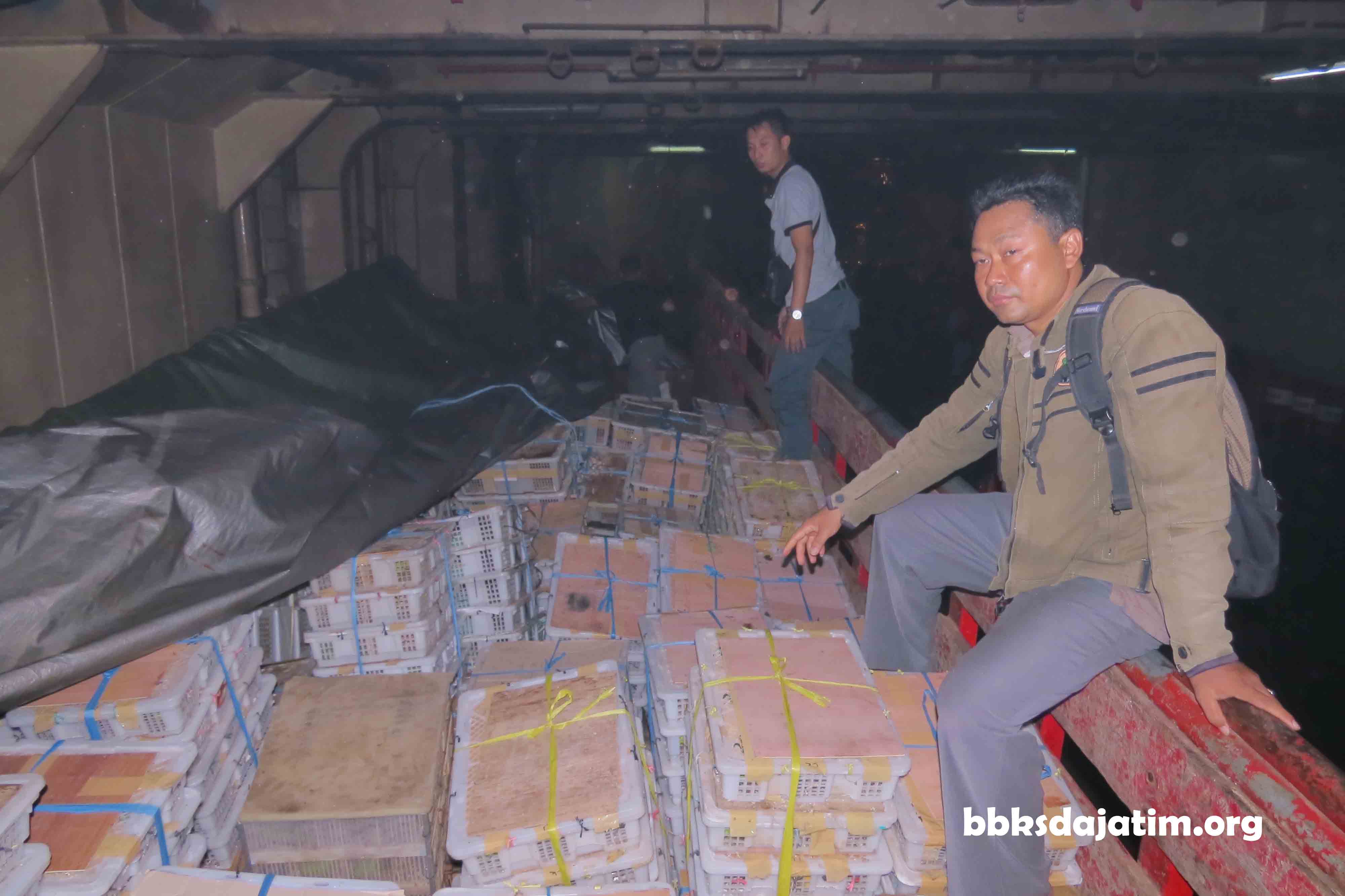 Polhut Amankan 2.711 Burung di Tanjung Perak