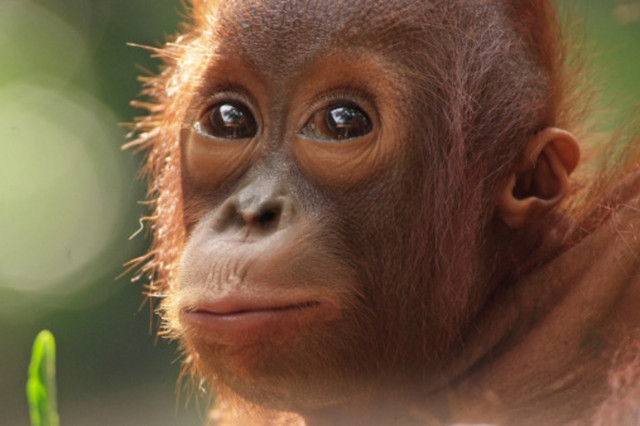 Pentingnya Perbaikan UU Konservasi Bagi Satwa Langka