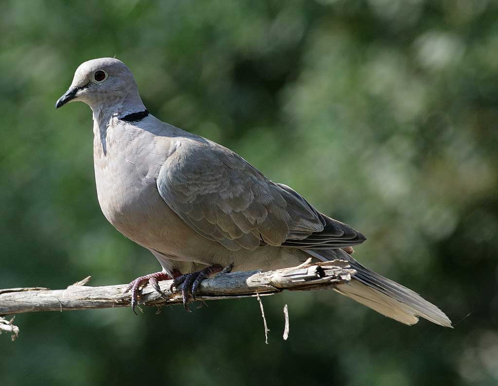 Pelestarian Satwa Bukan dengan Asal Melepas