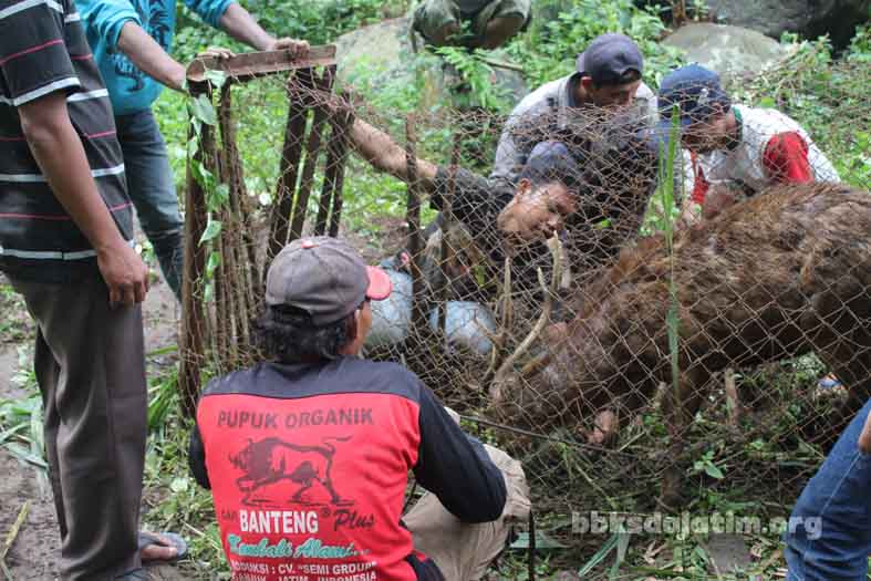 Penandaan Rusa Timor Roro Kuning
