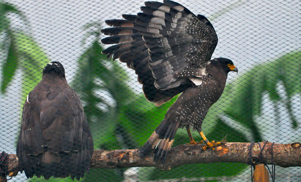 Pelepasliaran Burung dan Cara Bijak Melakukannya