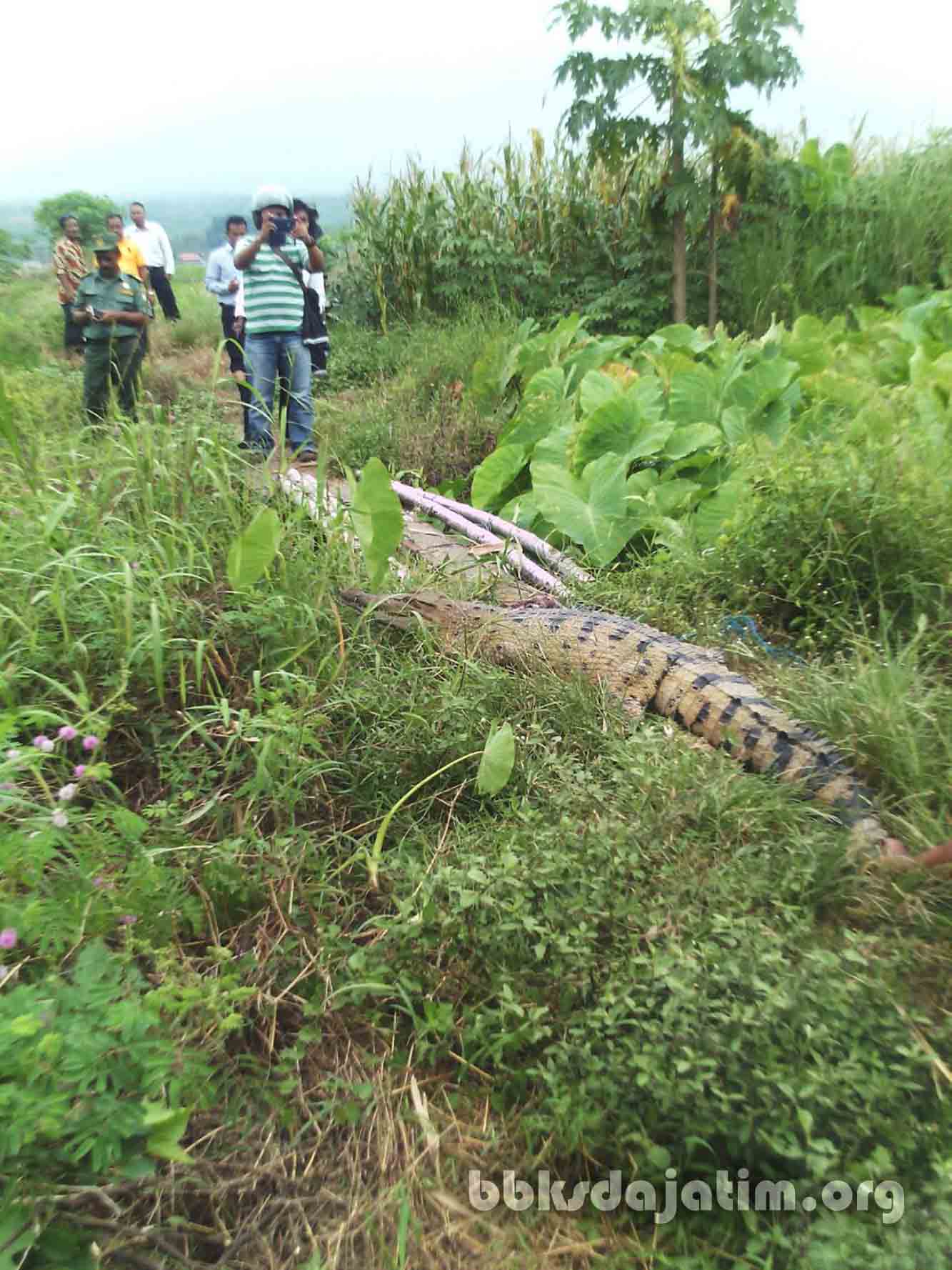 Buaya Carat Dilepas Kembali Ke Habitatnya