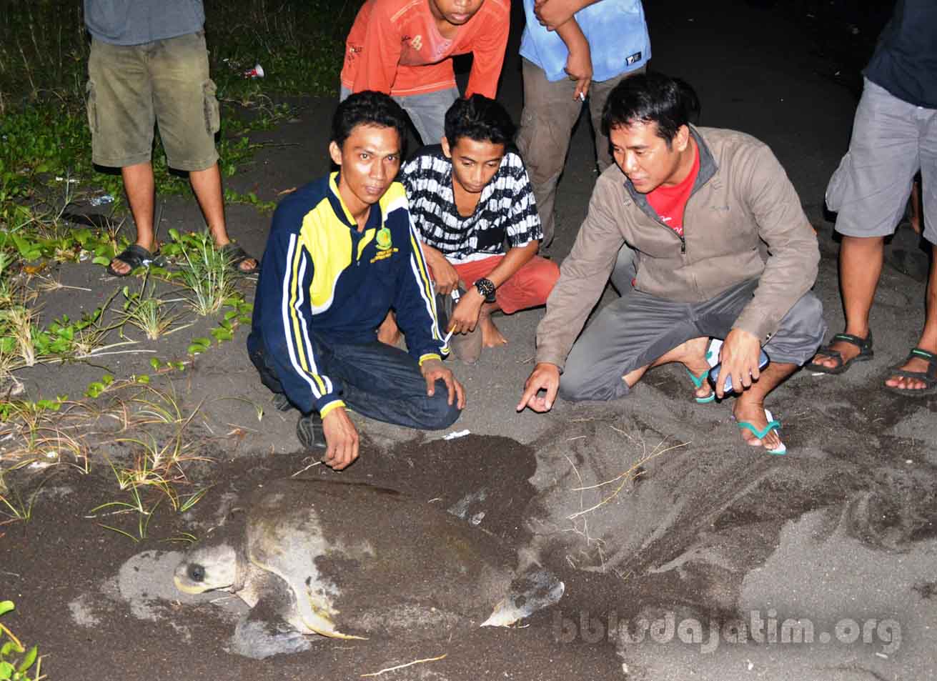 Menyelamatkan Penyu Harus Tetap Dalam Kaidah Konservasi