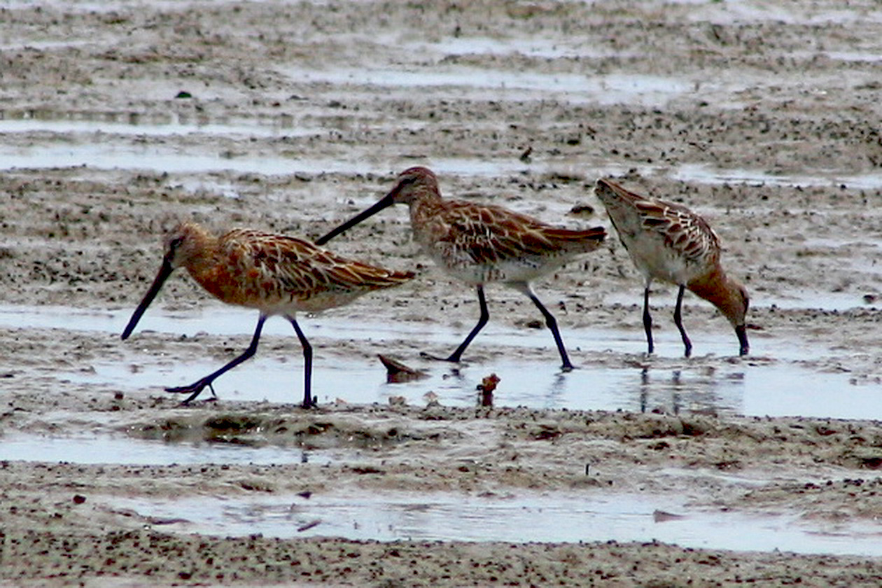 Burung Sensitif Terhadap Perubahan Iklim