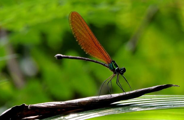 Pencurian Capung Langka Indonesia Luput Dari Perhatian