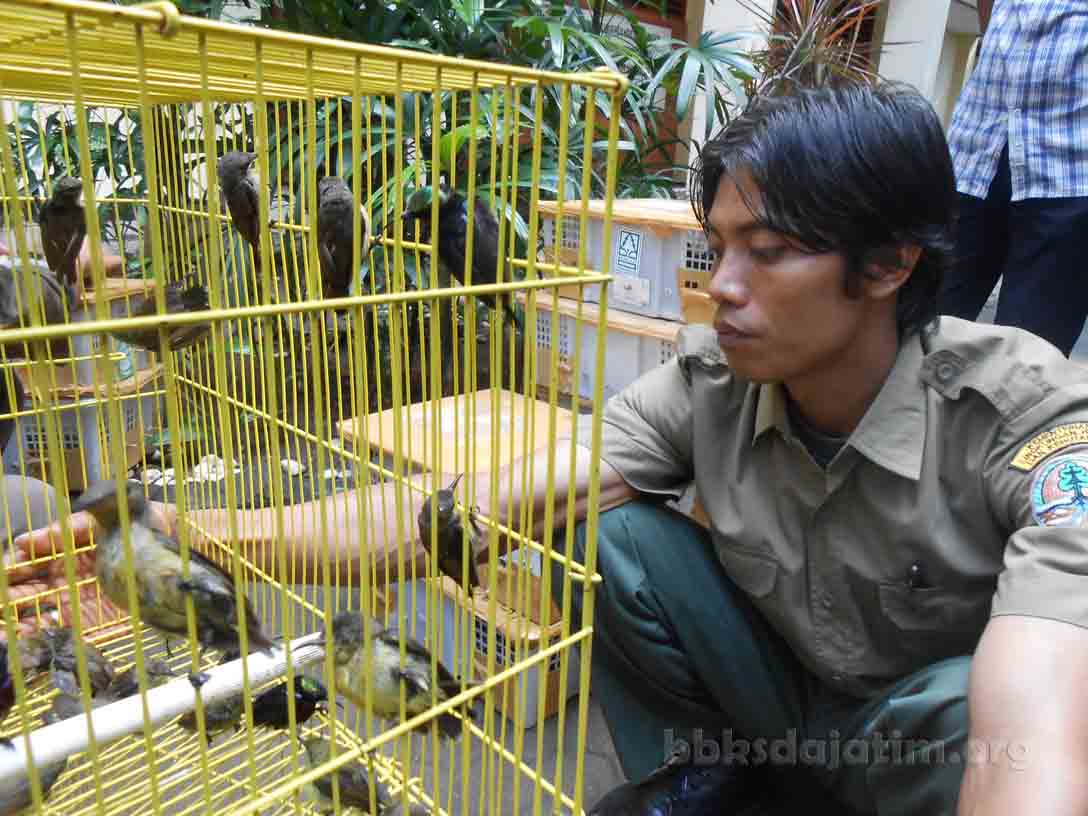 Penyelundupan Kolibri Digagalkan Di Juanda