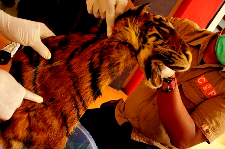 Vonis untuk Pemburu Harimau Meningkat, Inikah Ganjaran Setimpal?