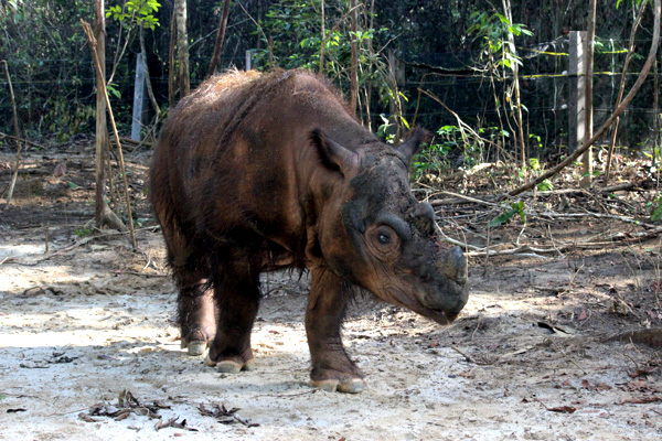 Fakta Menarik, Mengapa Kehidupan Badak Harus Kita Jaga