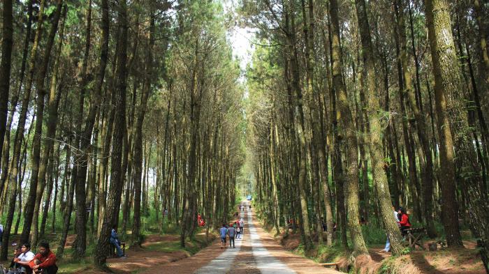 Izin Hutan Sosial Disederhanakan