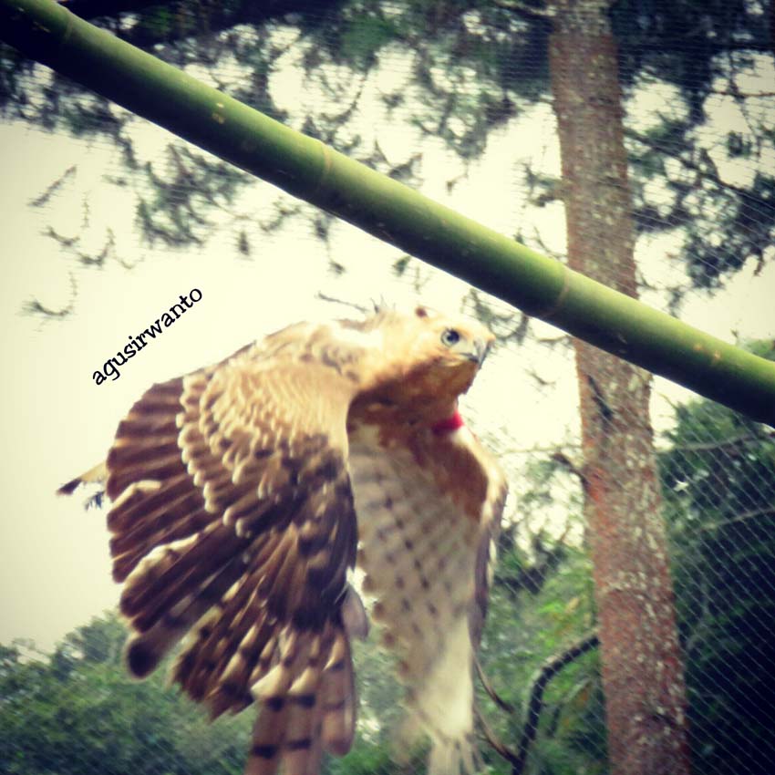 BBKSDA Jatim Gandeng Pertamina Lepasliarkan Elang Jawa