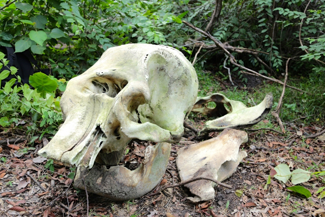 Kala Habitat Terus Tergerus, Begini Nasib Gajah di Jambi