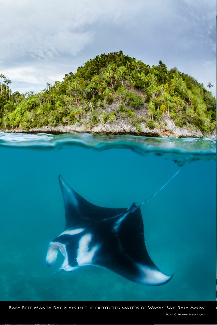 Dilindungi Penuh, Nasib Pari Manta Semakin Terancam