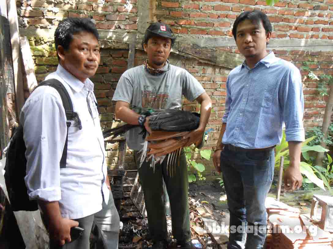 Masyarakat Serahkan Satwa Liar