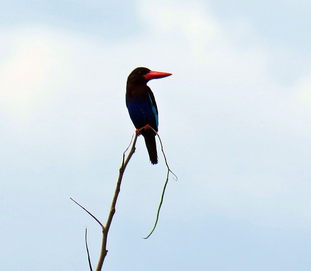 Inventarisasi Burung  Cagar Alam Janggangan Rogojampi II