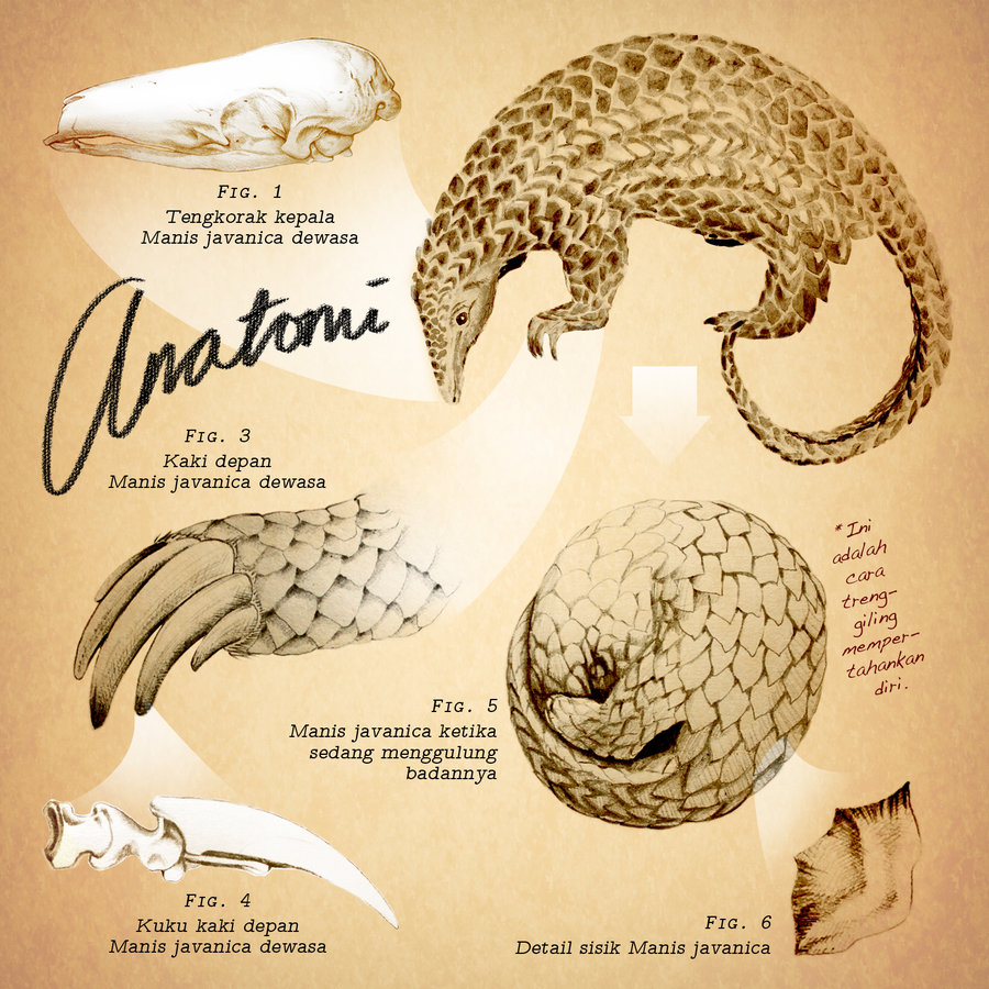 Ingat! Trenggiling Itu Bukan Satwa Buruan