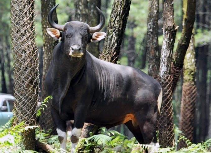 Pelestarian Banteng Jawa Bergantung pada Pengelolaan Kawasan Konservasi
