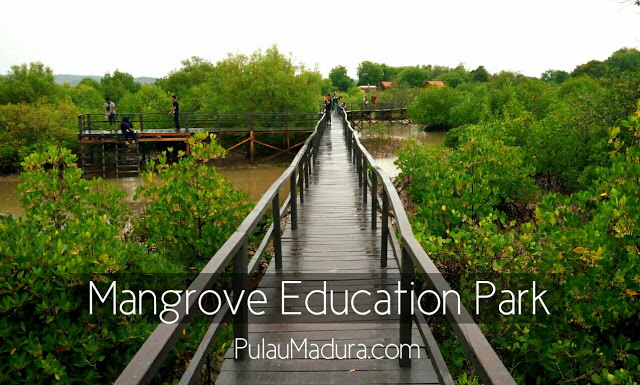 Bangkalan Punya Hutan Mangrove