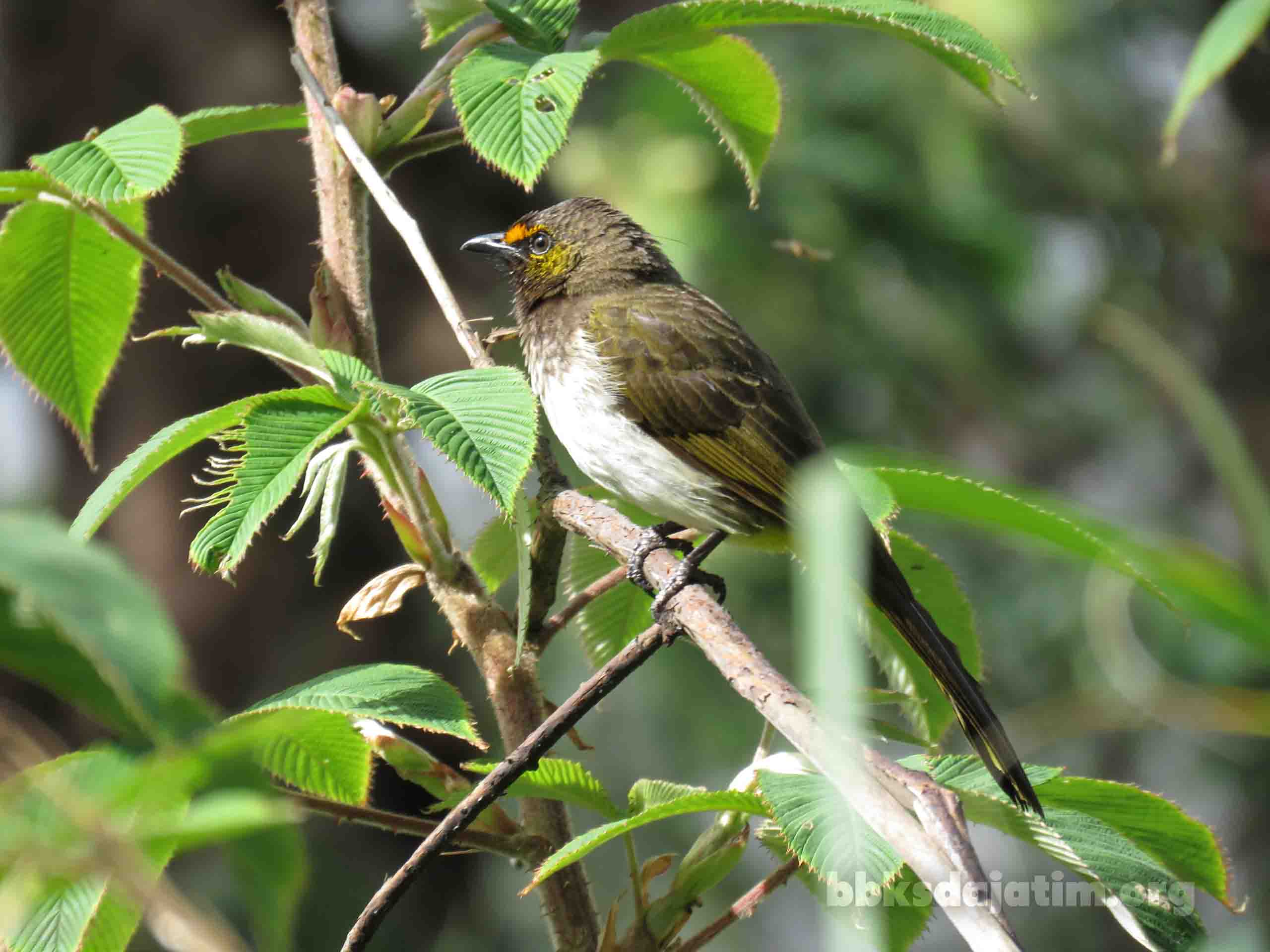Burung Penyanyi di Kawah Ijen