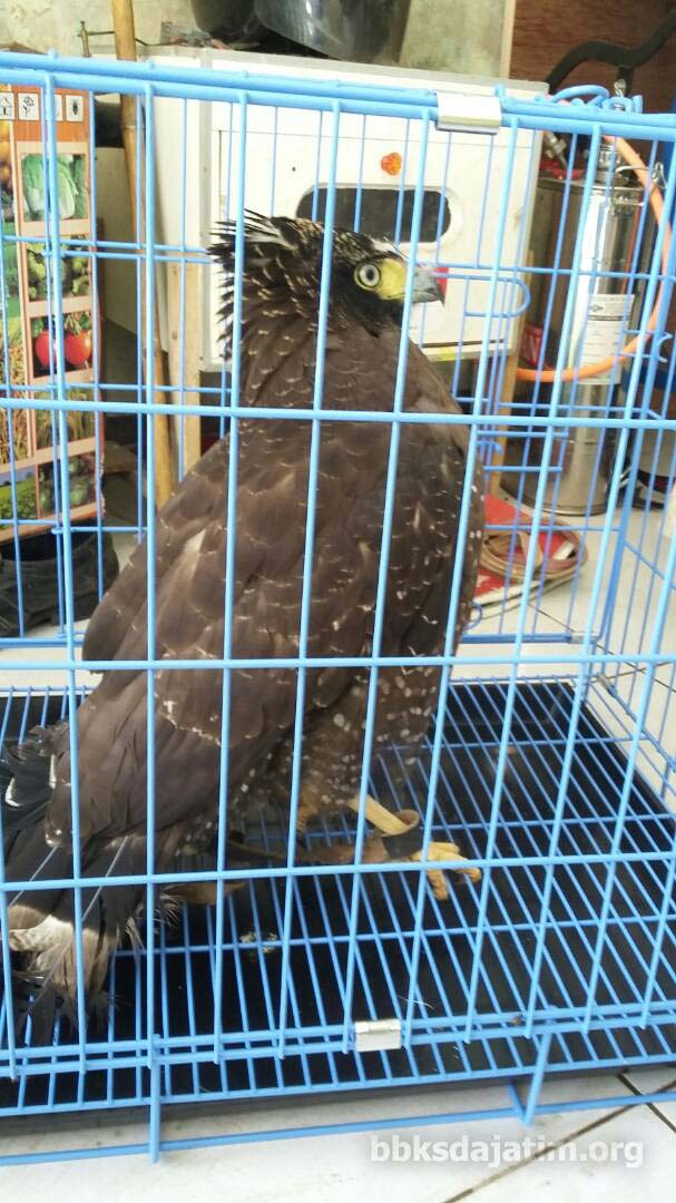 Warga Kampung Inggris Serahkan Elang