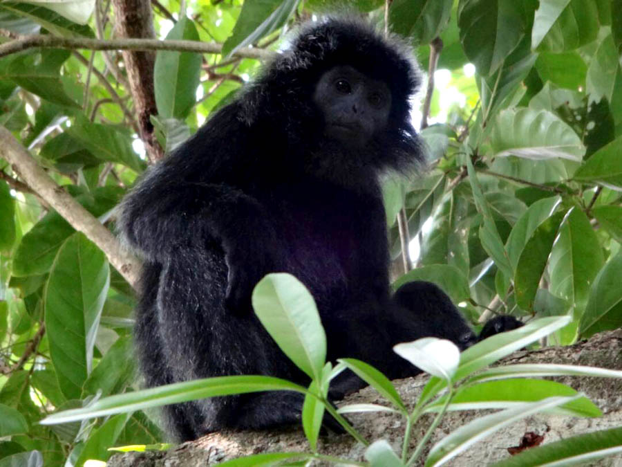 Mengembalikan Malang Selatan Sebagai Habitatnya Lutung Jawa