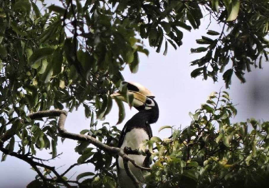 Eksplorasi Biodiversitas Dan Kajian Ekologi Cagar Alam Pulau Sempu