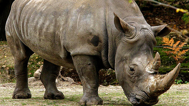 Peneliti Sarankan Pembangunan Habitat Baru bagi Badak Jawa