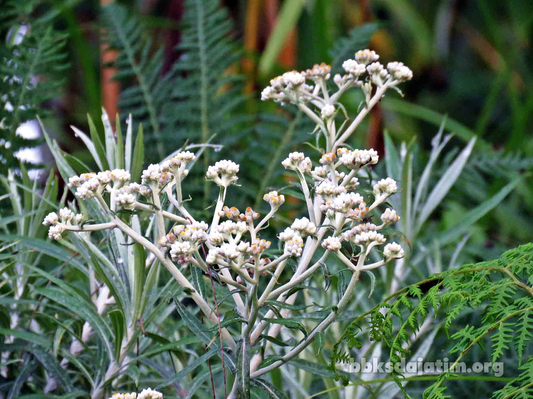 Bunga Abadi Di Kawah Ijen