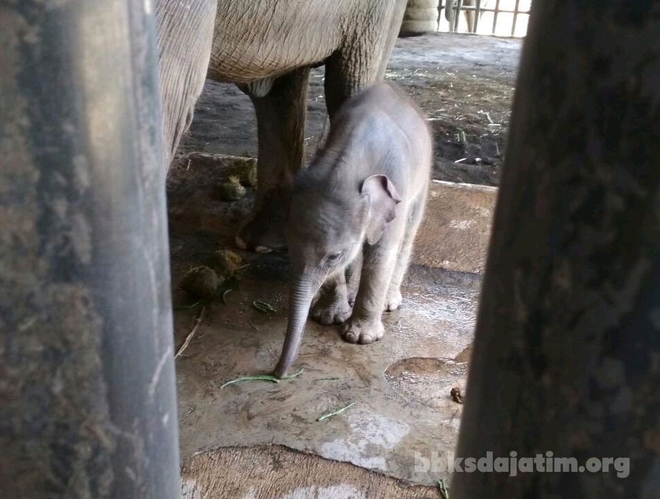 Seekor Gajah Sumatera Lahir di Batu