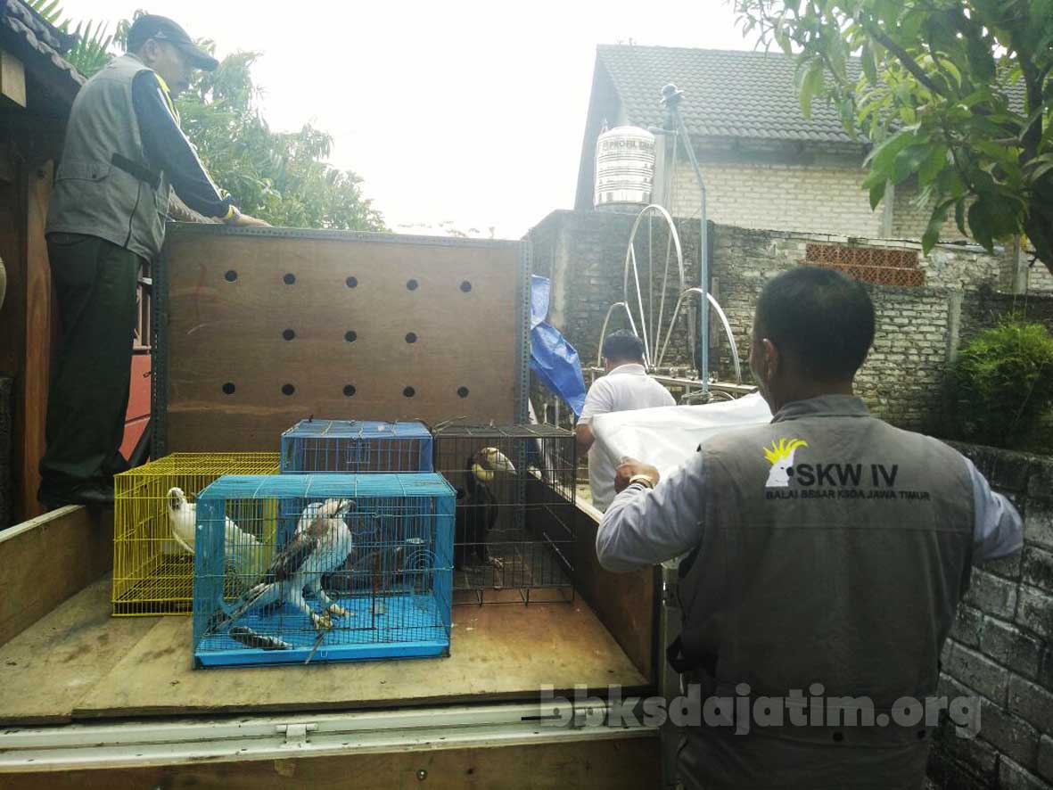 Madura Amankan Berbagai Satwa Liar Dilindungi