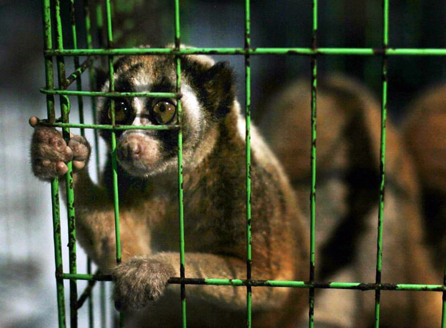 Penjual 7 Individu Kukang Sumatera Secara Online, Ditangkap Polisi