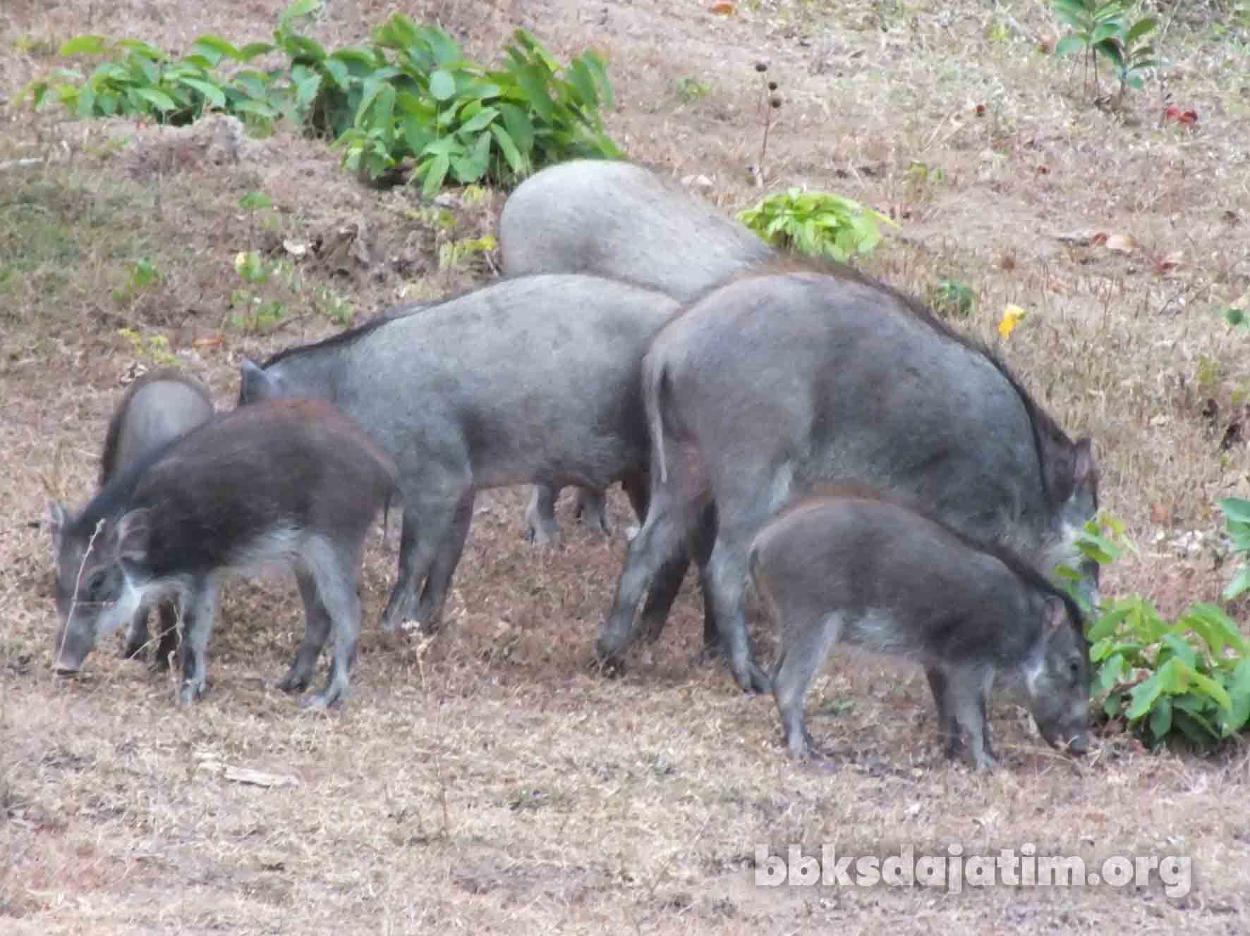 Konservasi Babi Kutil Bawean