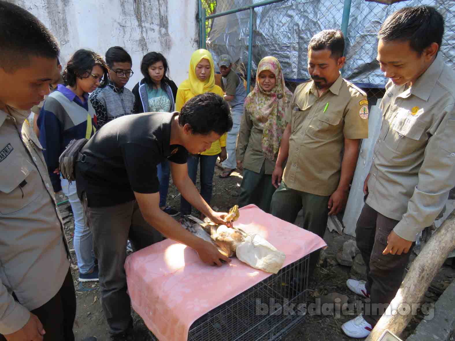 In House Training Pelepasliaran Elang Jawa