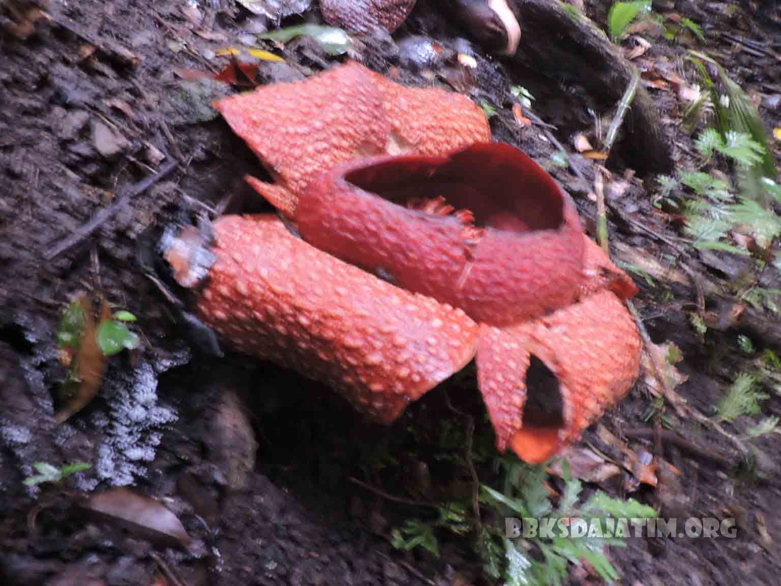 Ada Rafflesia di Lumajang