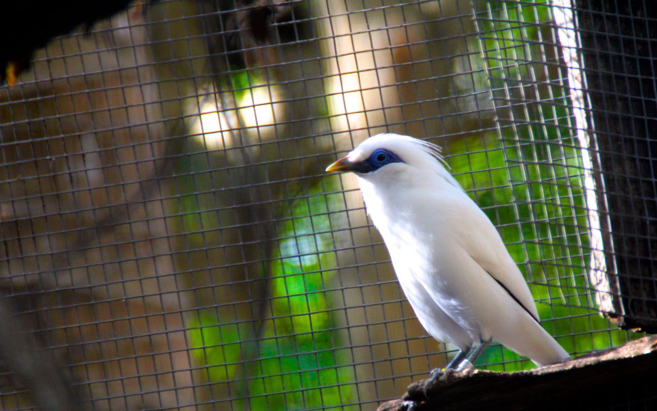Bagaimana Mengatasi Perdagangan Satwa Liar Dilindungi Yang Tetap Marak ?