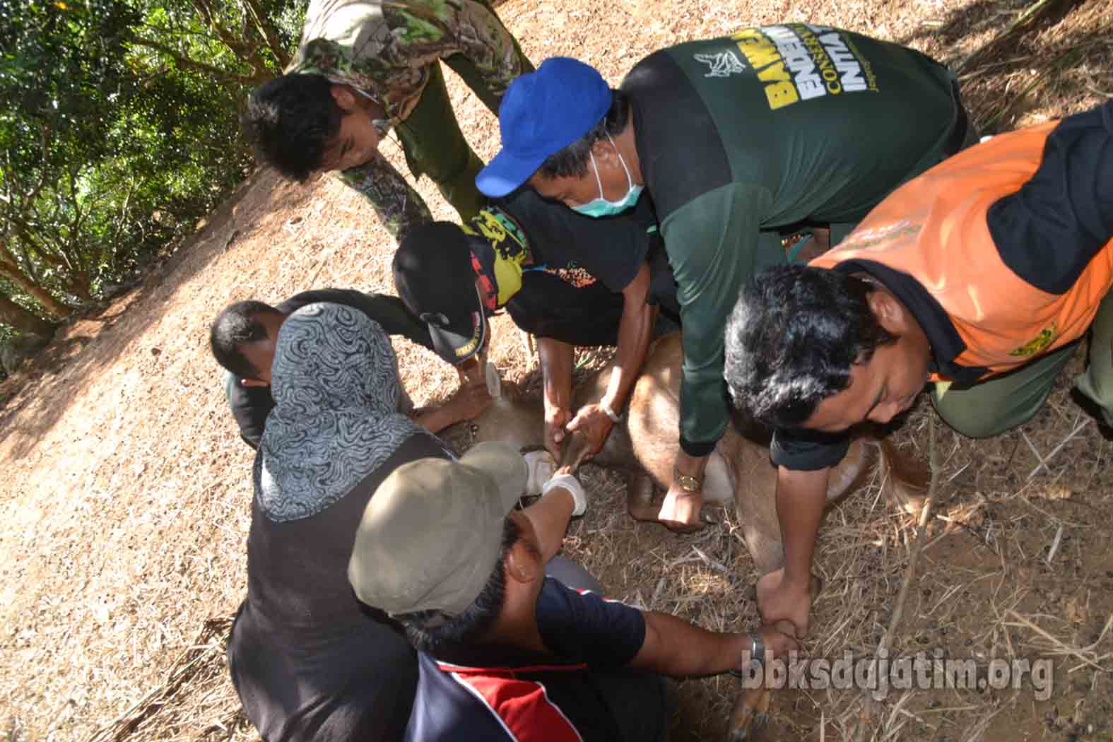 6 Ekor Rusa Bawean Siap Dilepasliarkan