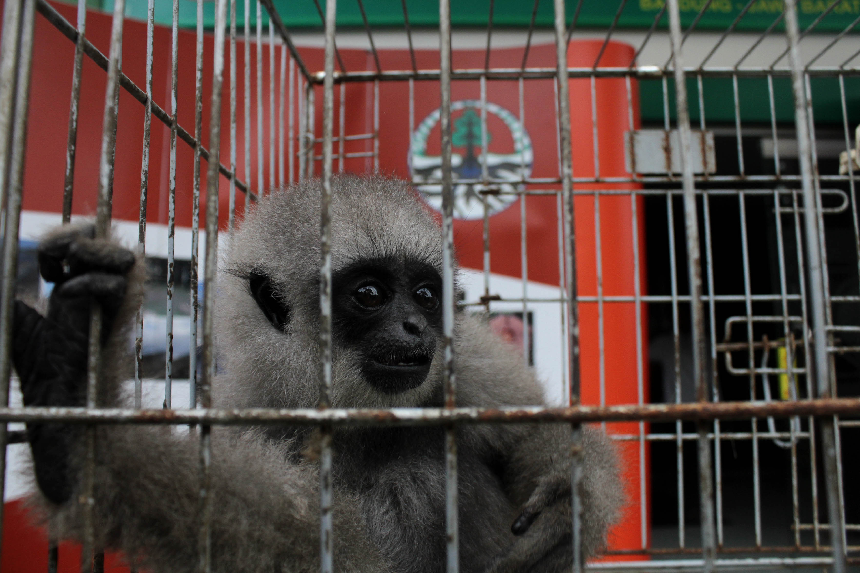 Upaya Konservasi Hanya Memperlambat Kepunahan