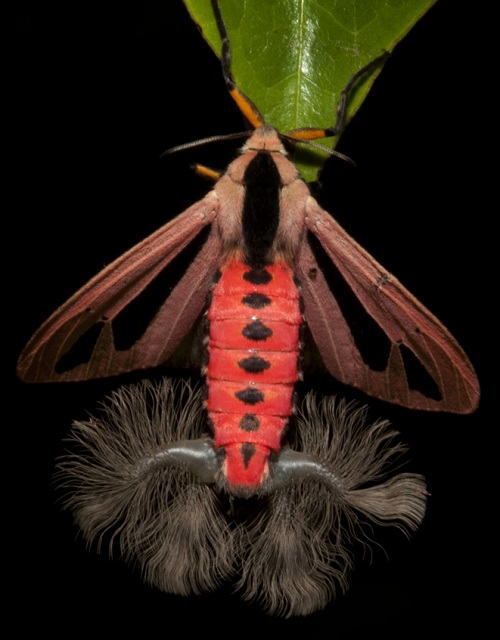 Makhluk Aneh Membuat Kita Merinding