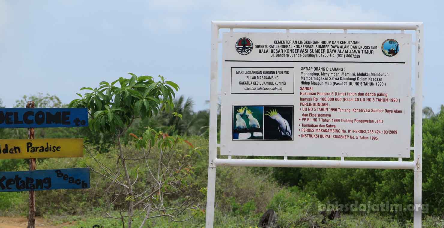 24 Ekor Abotti Terpantau di Masakambing