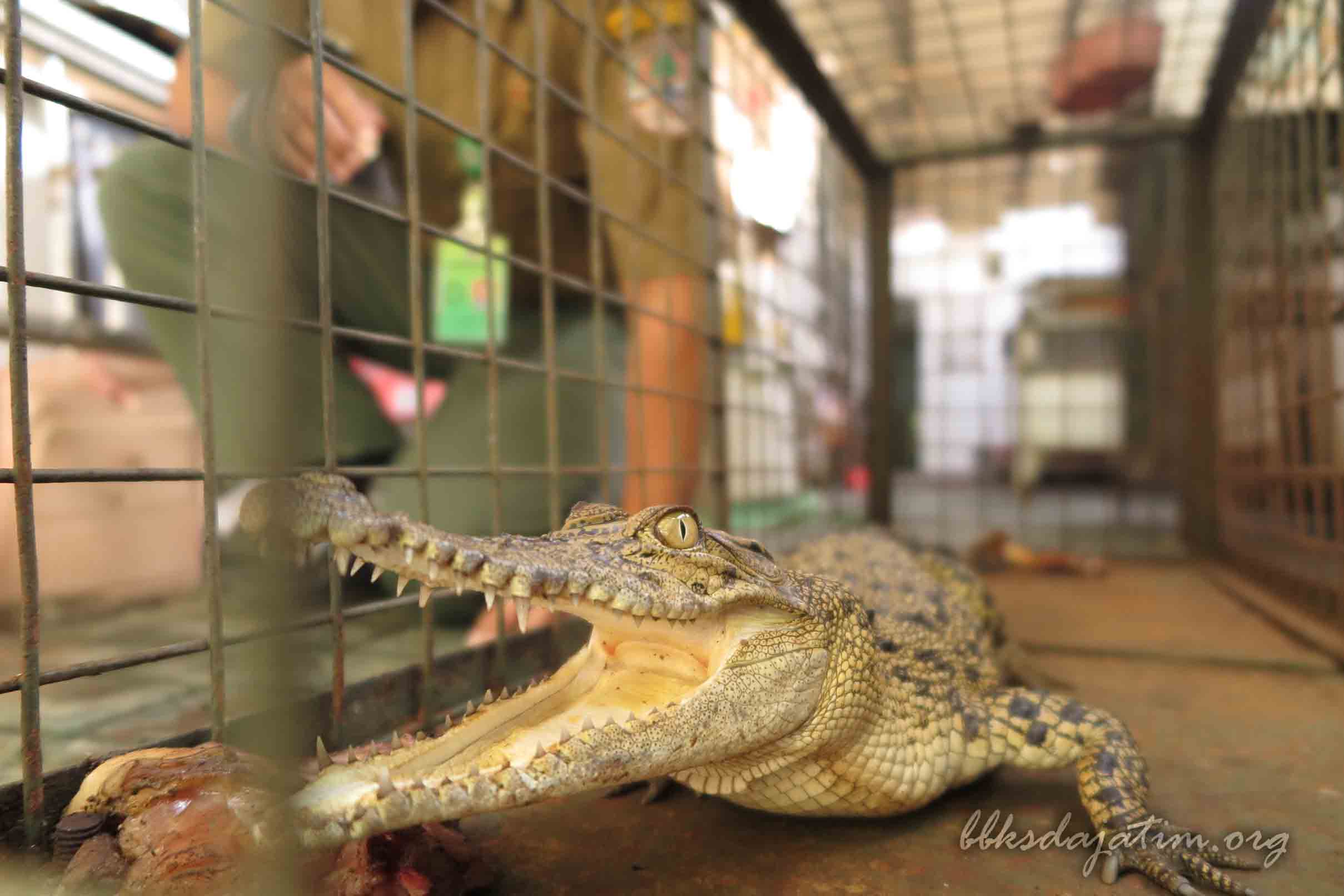 BBKSDA Jatim Evakuasi Berbagai Jenis Satwa di Jember