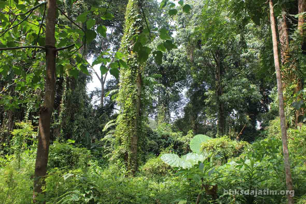 Mahasiswa Unesa Akan Teliti Burung di Besowo