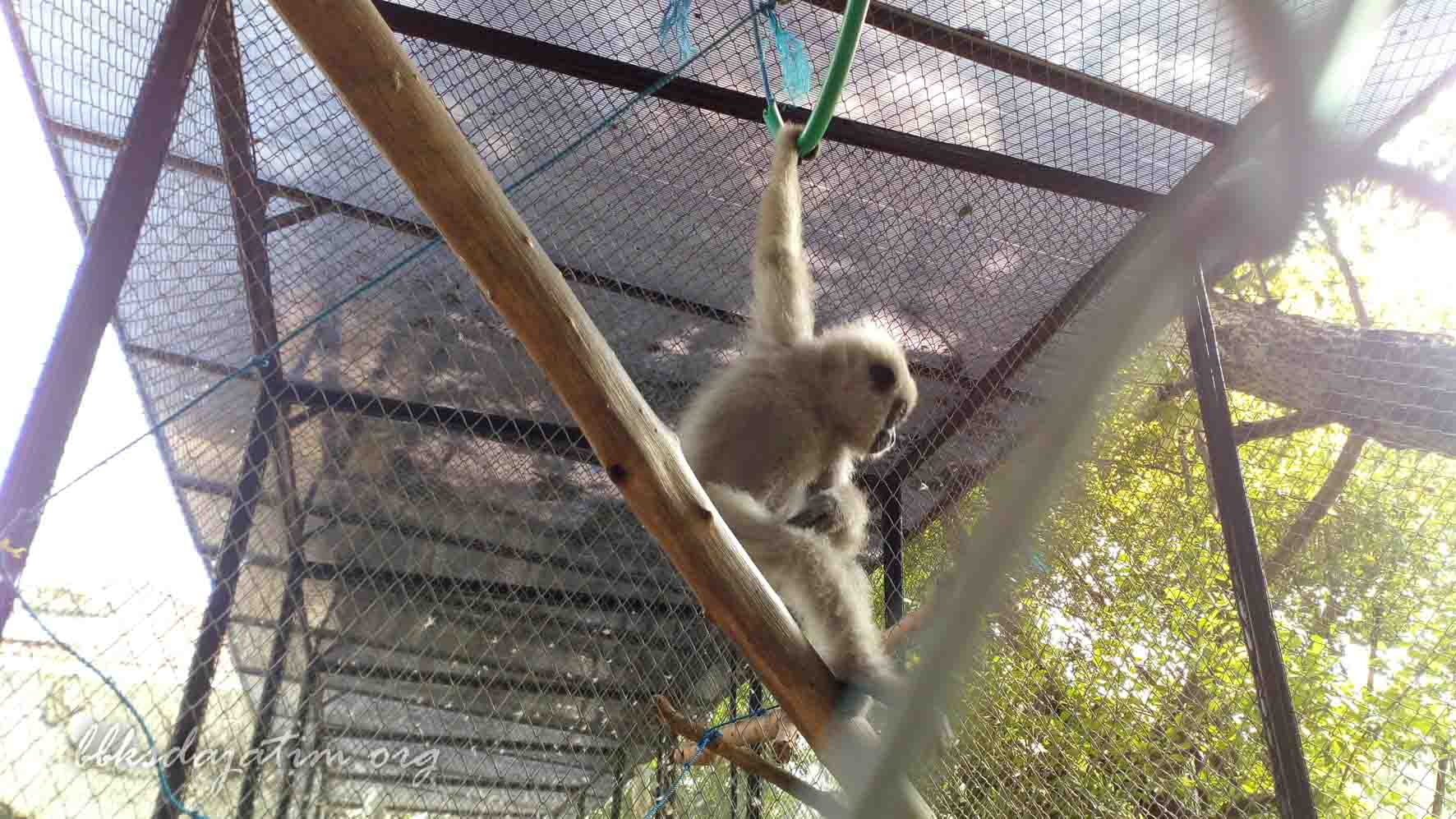 BBKSDA Jatim Akan Lepasliarkan Owa Jawa